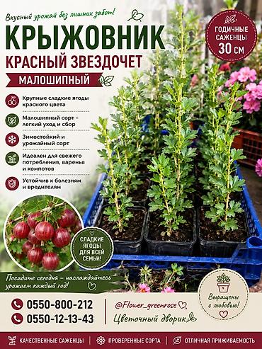 ягоды бишкек: Саженцы крыжовника в продаже. Годичные. Бишкек. Отправка есть — 1
