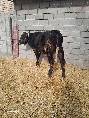 Коровы, быки: Продаю | Бык (самец) | Полукровка | На откорм — 7