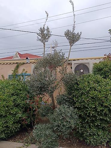 banan agaci: Zeytun ağacı – dekorativ, çoxgövdəli formaya sahib yetkin bitki — 1