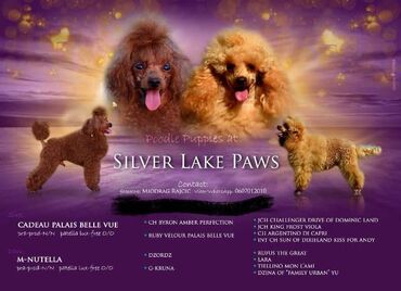 benetton jakne za pse: Štenci pudle Silver Lake Paws Kennel predstavlja tri dečaka i tri