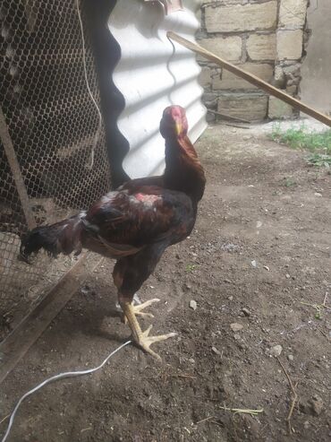 Коровы, быки: 10 Aylık daş pipik çolpa satılır Təmiz türkdü barterdə olunur real