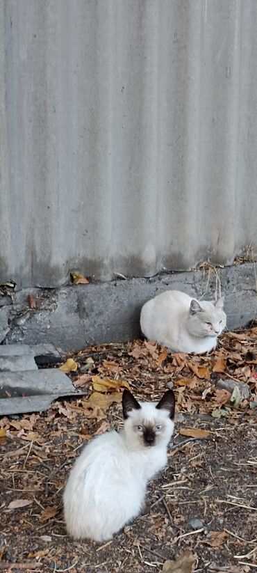 отдам кота в добрые руки: Отдам Сиама в добрые руки. скоро зима хотелось бы найти для него