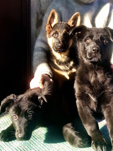щенки собак: Щенки немецкой овчарки В продаже 2 суки черного окраса и 1