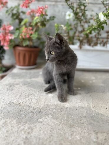 идентификация киви кошелька в кыргызстане бесплатно: Котёнок серого окраса - Окрас: однородный серый (пепельный), короткая