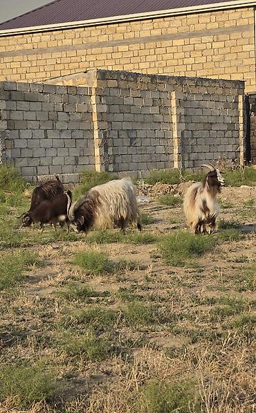 hələp kecisi: Heyvanlar tam sağlamdır 1 erkək 3 dişidir ikisi bir dəfə doğub biri — 9