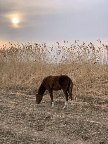Лошади, кони: Продаю | Кобыла (самка) | Рабочий — 16