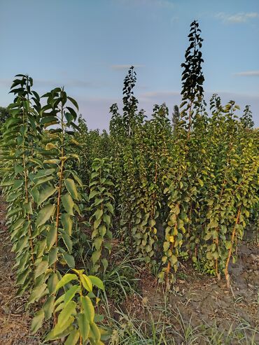 Tinglər: Hər növ ağac tinglerinin satışı — 12