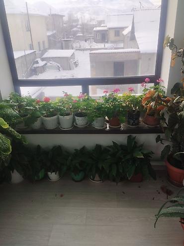 Другие комнатные растения: Продаю комнатные цветы герань, женское счастье, алое и ТД — 3