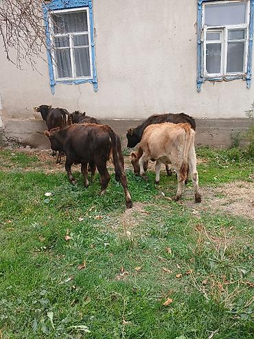 Продам с/х животных: Продаю | Корова (самка) | Для разведения — 5