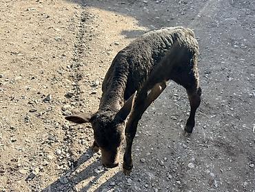 Коровы, быки: Продаю | Музоо, торпок — 6