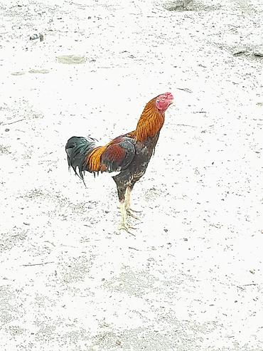 cins xoruz harda banliyar: Satılır: Karadeniz Turk xoruzu və feresi Safqanlı döyüş tipli — 7