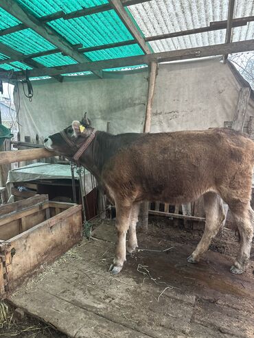 швицкая порода коров: Продам телку 1,5 года Швицкая порода, для тех то ищет для себя. Цена