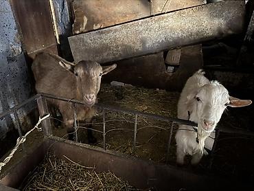 Продаю | Коза (самка) | Для разведения at lalafo.kg Продаю | Коза (самка) | Для разведения