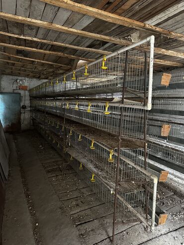 домик для волнистых попугаев: Клетки для содержания кур-несушек. Многоярусная система: 4 уровня