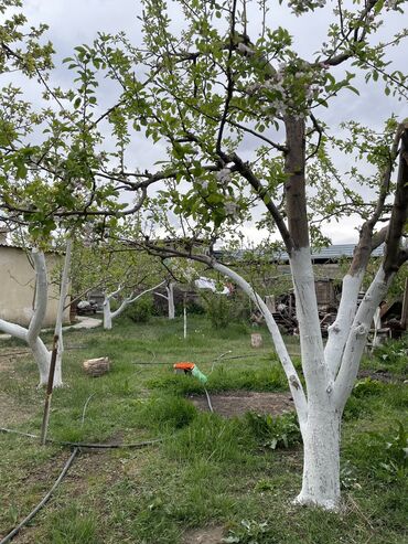 Продажа домов: Дом, 365 м², 15 комнат, Собственник, Евроремонт — 28