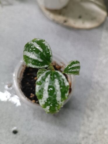 обувница икеа бишкек: Коллекция комнатных растений (черенки/молодые растения): 1)