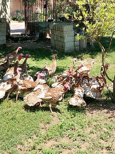 Quşlar: Kanada Borbon hindiuşkaları satılır ! 
28 fevral çıxmış cücələrdi ! — 1