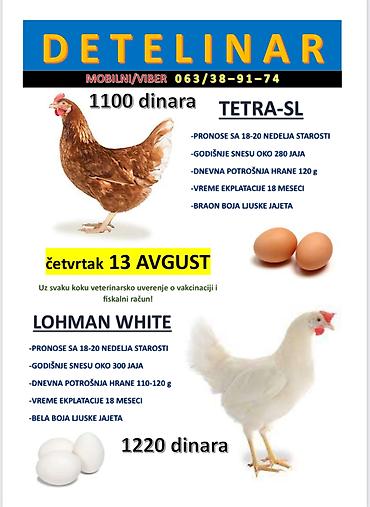 mini maltezer slike: Prodaja nosilja – hibridi za jaja TETRA‑SL i LOHMAN WHITE. TETRA‑SL - — 1
