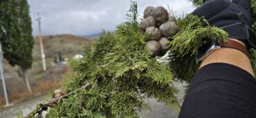 Toxumlar: Thuja toxumları, sərv, Arizona sərv, mavi thuja, qərb thuja və şərq — 2