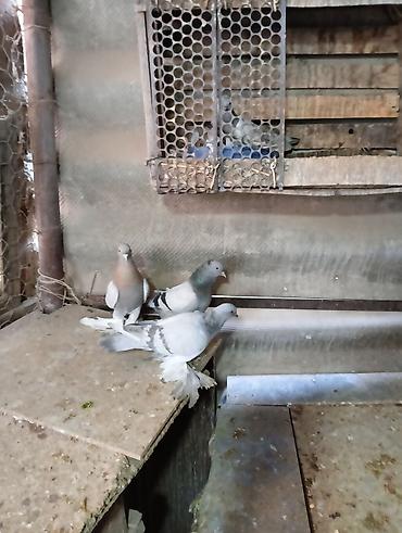 Птицы: Продаю молодых голубей 1 шт стоит пятьсот сом окончательно родители — 4