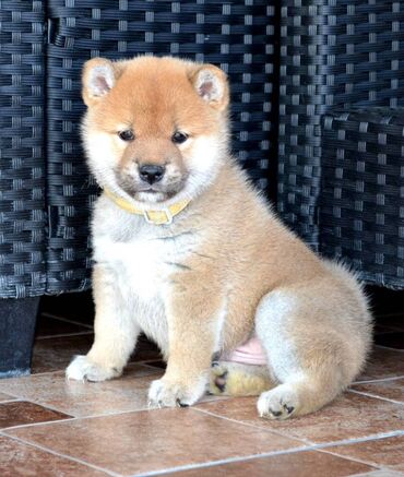 Psi: Odgajivačnica *Kami's little fellows* predstavlja vrhunsko čistokrvno — 7