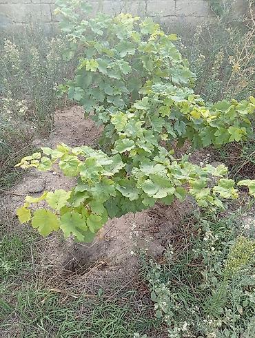agac tingleri satilir: Üzüm tingləri – torpağa əkilmiş, güclü pöhrələr - Növ: süfrə üzümü — 4