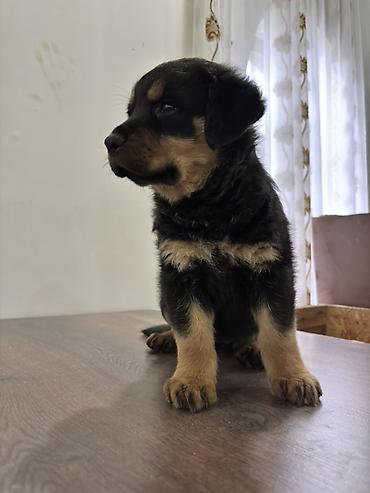 İtlər: Rotveyler, 2 ay, Dişi — 4