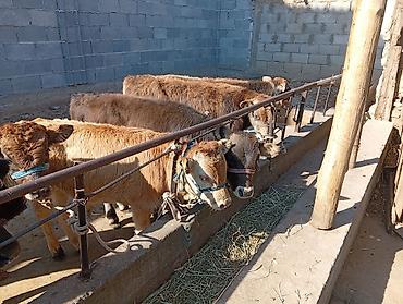 коровы телечки: Продаю | Бык (самец) | Швицкая | На откорм — 3