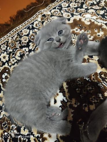 Pişiklər: Şotland yastı qulaq, Erkək, Dişi, Ünvandan götürmə — 10