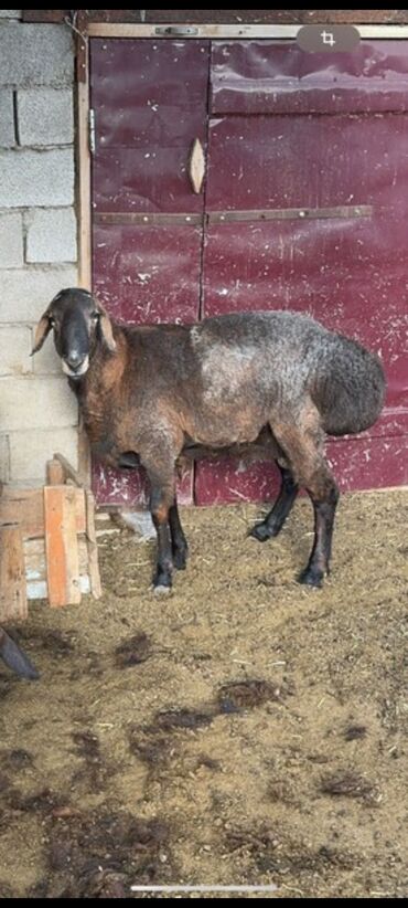 животны: Продаю | Баран (самец) | Гиссарская, Арашан