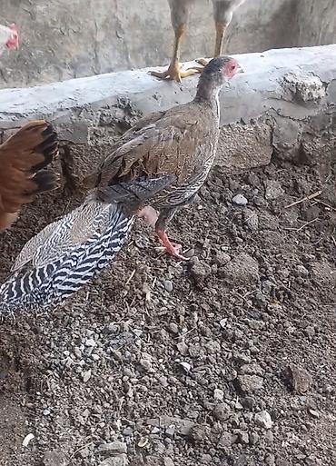 tovuz quşu: Gumuşu qirqovul satilir Binededi — 1