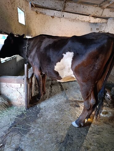 швицкая карова: Продаю | Корова (самка) | Алатауская | Для молока | Стельные