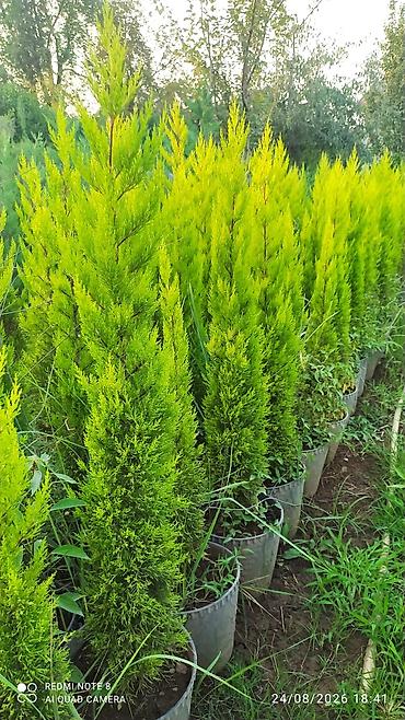 dəniz məhsulları satışı: Limonni yolka agacları çox münasib qiymətə satişda dibçəkdə böyüdülmüş — 5