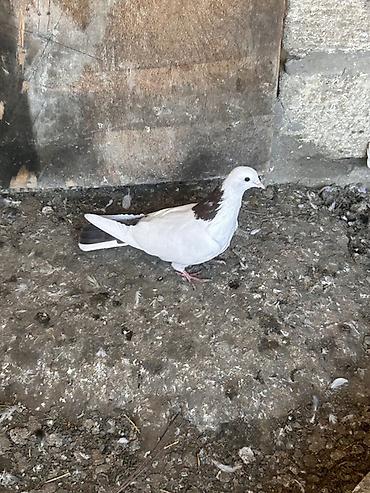 amadin qusu: Saglam heyvanlar hecbir problemi yoxdu cüt deyiller qirmizi boyun — 2