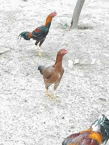 cins xoruz harda banliyar: Satılır: Karadeniz Turk xoruzu və feresi Safqanlı döyüş tipli — 5