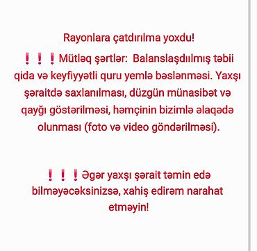 erkey quzular: Retriever, 8 ay, Erkək — 2