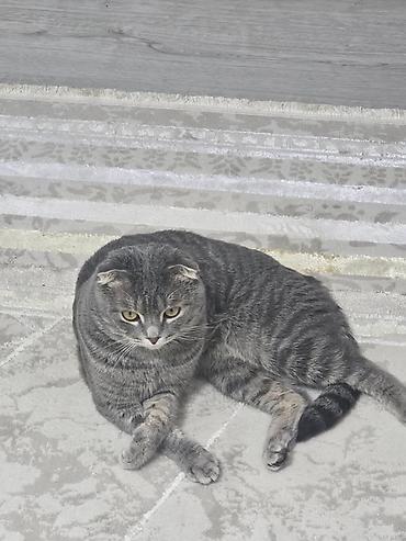 кошка каракол: Шотландская вислоухая кошка (Scottish Fold)

2 годика
Мужчина — 3