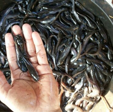 рыба сом в кыргызстане: Здравствуйте!!!Принимаю заказы на Апрель-Май месяц качественные