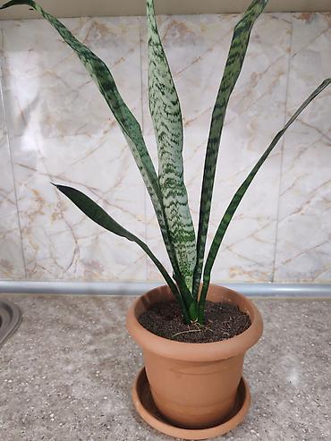 Otaq bitkiləri: Sansevieria gülü satılır - Bitki: Sansevieria trifasciata — 3