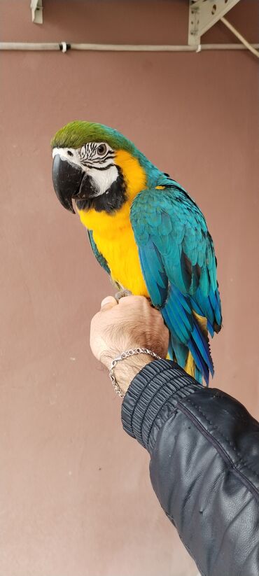 heyvan bazari quslar: Ara. MACAW Cinsi 11 ayliq bala ayaiqnda uzuk var dogum tarixi qeye