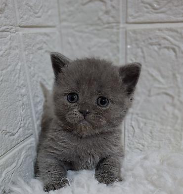 Продажа кошек: Продаётся шотландская девочка,скоттиш-страйт,возраст 1,5 — 5