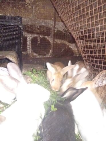 Dovşanlar: SALAM 14 DƏNƏDİ OPTOM ALANA ENDİRİM Erkeklerni kesen 3kq Biri 12den — 6