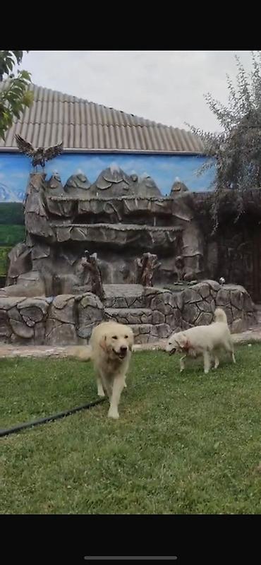 Retriever