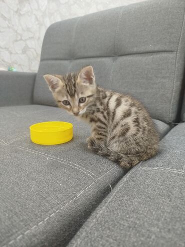кошка бенгальская: Бенгальская, 2 месяца, Девочка