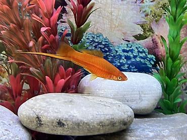 Balıqlar: Sülhsevər, Ödənişli çatdırılma -da lalafo.az — 1 Balıqlar: Sülhsevər, Ödənişli çatdırılma — 1