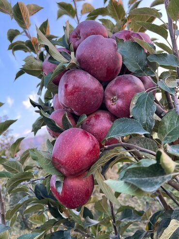 маравилла малина цена: Алмалар