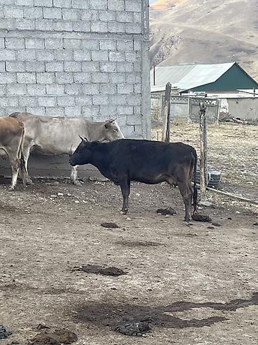 Продам с/х животных: Продаю | Корова (самка), Бык (самец), Тёлка | Ангус, Швицкая, Симментальская | На откорм, На забой, Для разведения | Племенные — 9