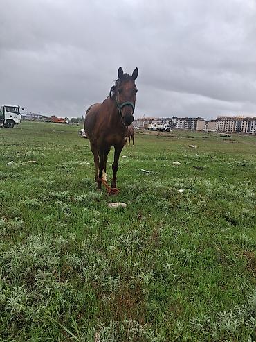 Лошади, кони: Продаю | Кобыла (самка) | Рабочий — 1