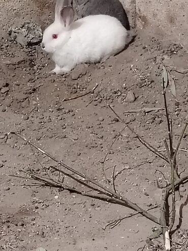 Dovşanlar: Qiymet 5 manatdan 27 manata kimi dir 5 manata balalar 10 manata erkey — 6