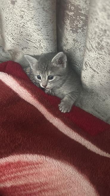 Кошки: Шотландская, В добрые руки, Самовывоз, Платная доставка — 6